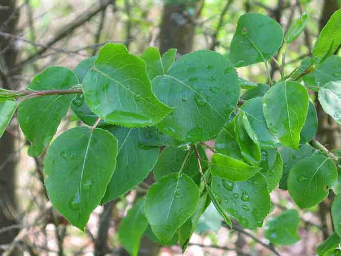 Pyrus pyraster (poirier commun) - © F. Masse 